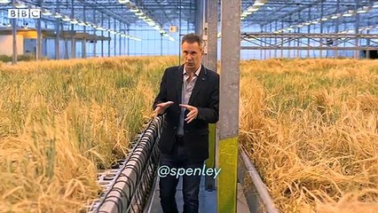 The plant with seeds that can grow meat