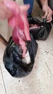 الجمارك تحبط محاولة تهريب سلاحف في مركز جمرك جابر