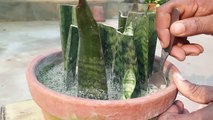 Snake Plant Propagation | Snake Plant Propagation By Leaf Cutting With Full Update
