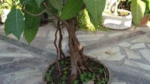 Ficus Verens Bonsai - Repotting