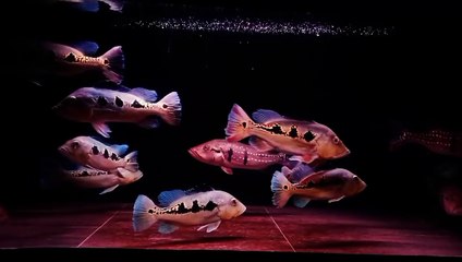 Bersihnya Aquarium dan Ikan pbass Sehat