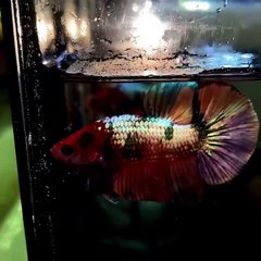 IKAN CUPANG NEMO COOPER GOLD