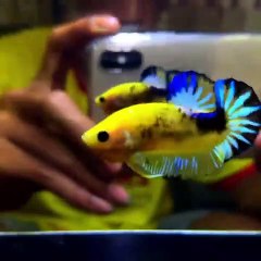 IKAN CUPANG TERMAHAL IKAN CUPANG SULTAN
