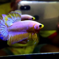 IKAN CUPANG TERMAHAL IKAN CUPANG SULTAN