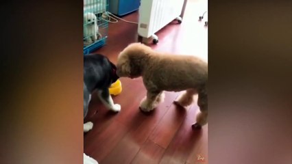 Dog or Cat React Intelligence with Clear Tape - Funny Dogs and Cats Reaction to Clear Tape
