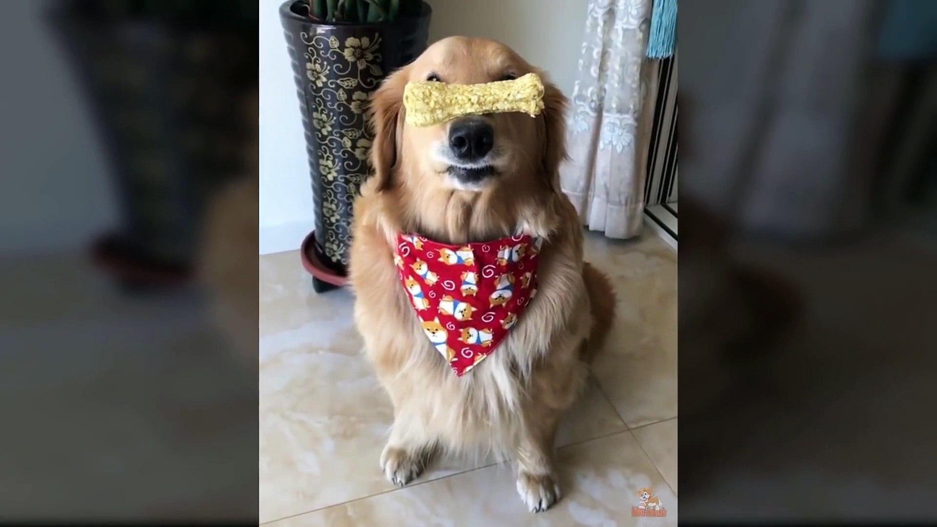 Funny Dog Reaction to Dog Food - Funny Dog Food Reaction Compilation