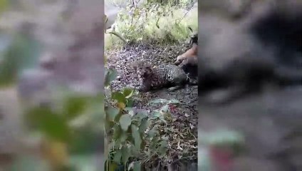 Amazing Cheetah_Leopard Vs Dog Real Fighting(480P)