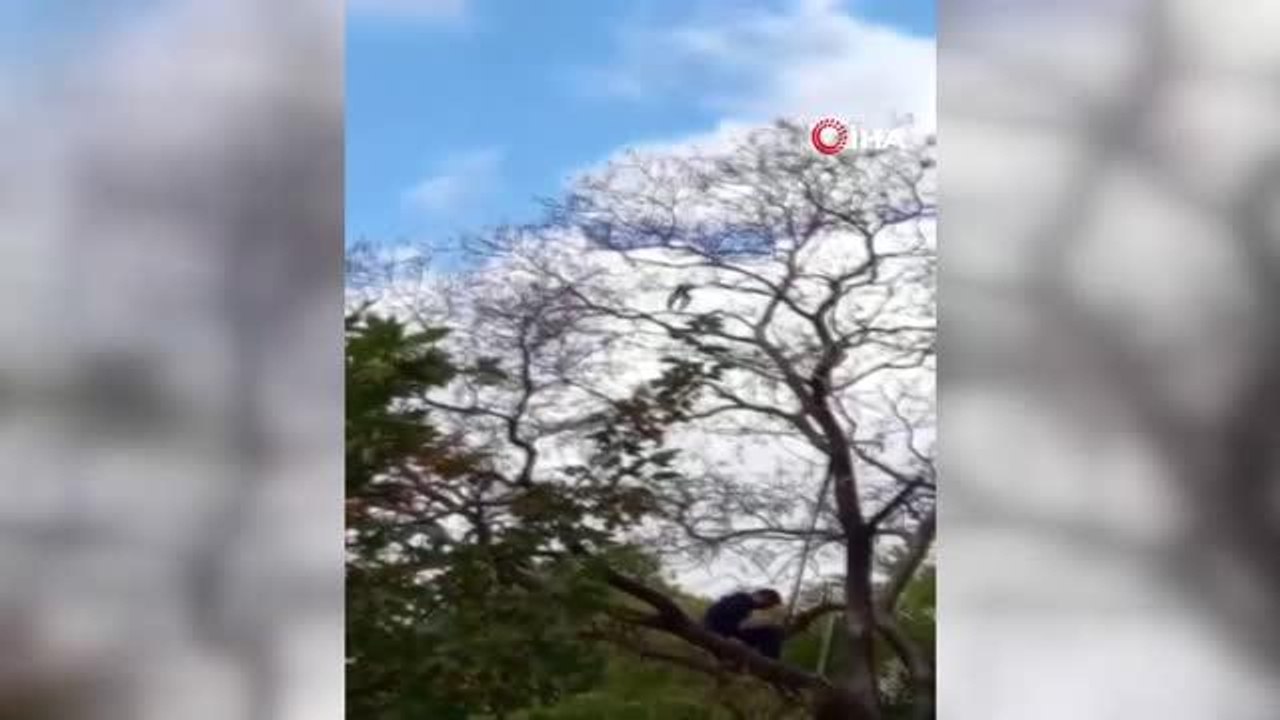 Dallara takılan güvercini itfaiye ekipleri kurtardı