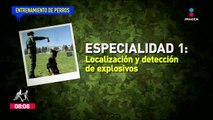 Así son entrenados los perros que ayudan en las labores del Ejército Mexicano