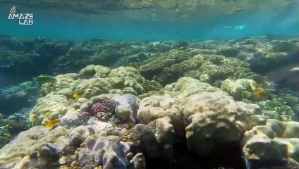 Plankton Are Beginning to Migrate and That Could Have Catastrophic Consequences
