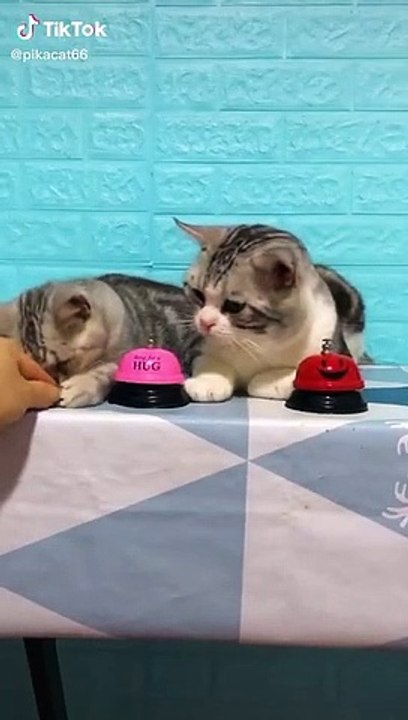 Lovely Cat, black cat, cats, funny cats, funny cat videos 1315