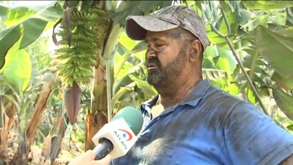 La ceniza sigue complicando el trabajo de los agricultores