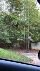 Kitty Saved But Savior Slips