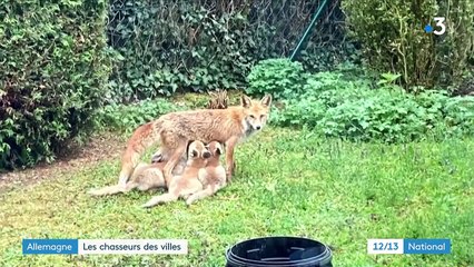 Allemagne : des chasseurs appelés pour capturer les animaux sauvages qui prolifèrent en ville