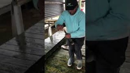 Shell Beach Pelican Saved From Fishing Line