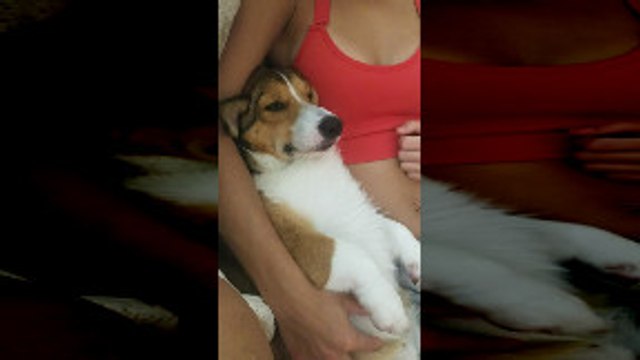 Pup Raises Paws for Pets