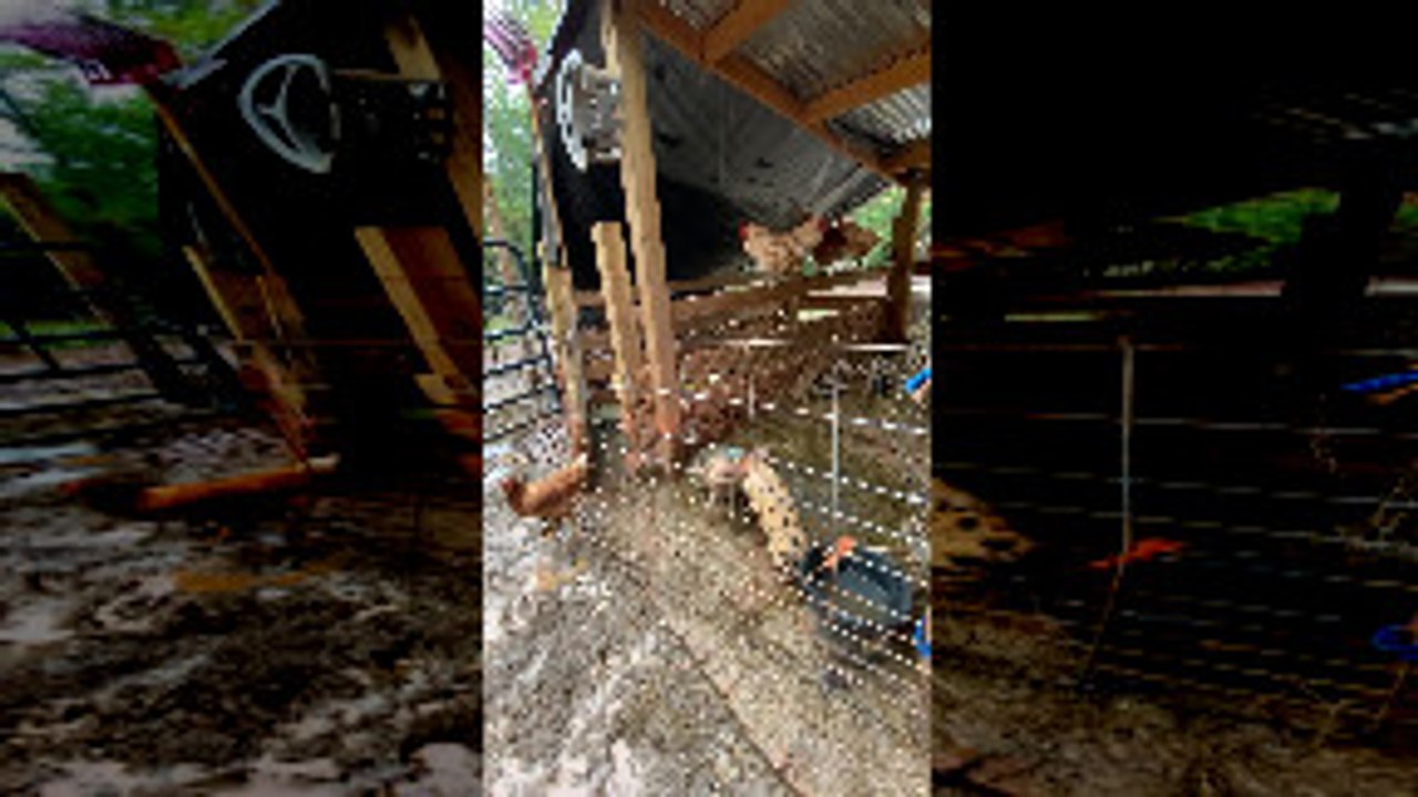 Playful Piglets Disturb the Pen