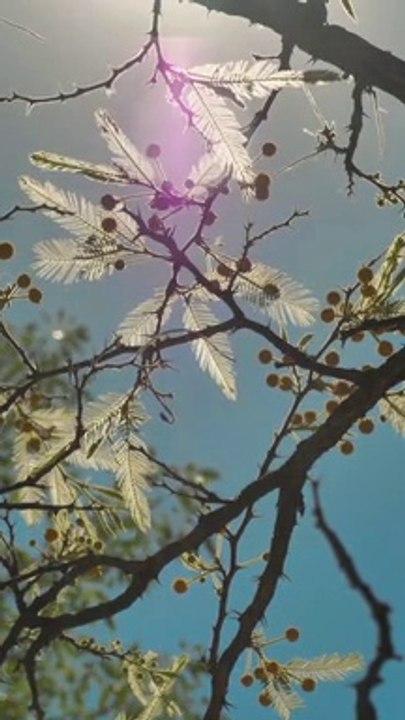 Tree with yellow flowers, with pointy leaves and small round flowers