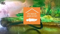 RED DEVIL | KNOWING RED DEVIL FISH | HOUSE AQUATIC Q | RUMAH AQUATIC Q