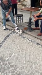 Stray Cat Being Brushed in Turkey