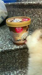 Husky Puppy Craves Cold Treat