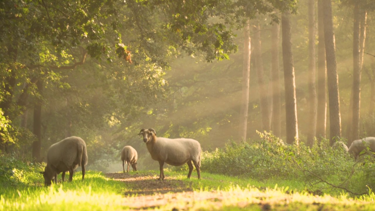 Sheep