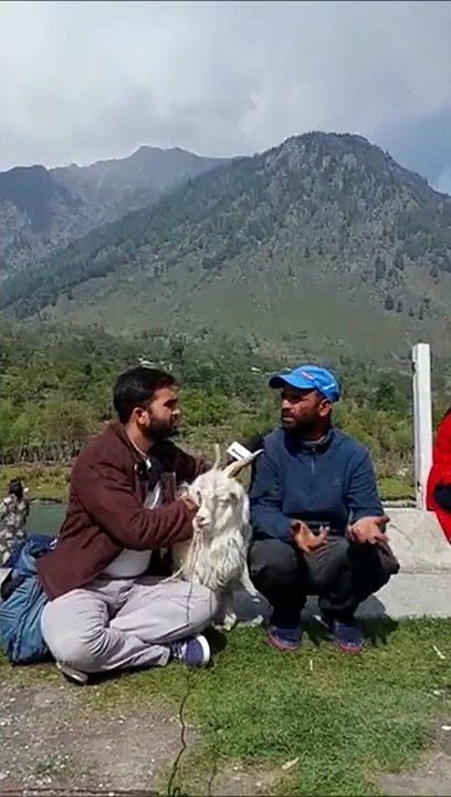 Une chèvre met fin à l'interview... Coupé !!!