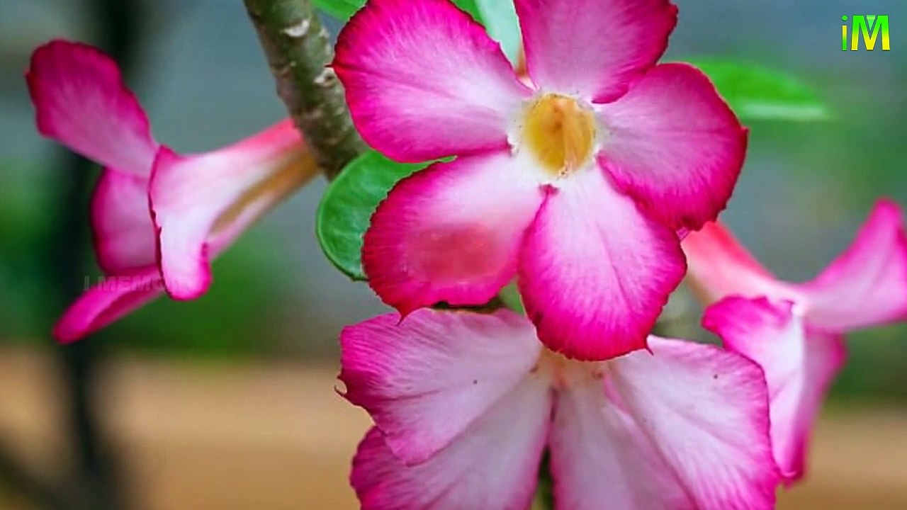 5 Poisonous Flower Plants l Episode 2 l World's Poisonous Flower l I   Memory