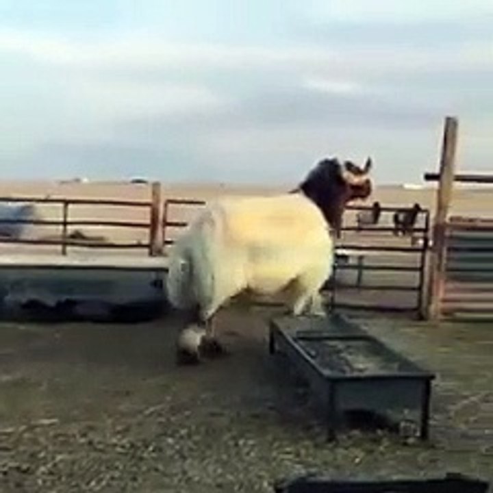 فحل من اغنام الحروك سوريا(
