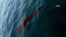 Samandağ açıklarında görüntülendi; 'balina köpek balığı'