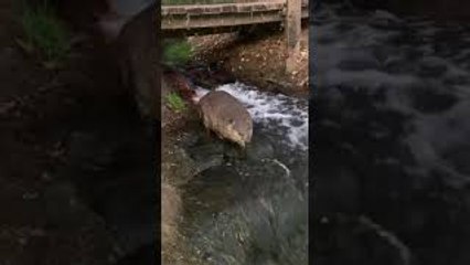 Beaver Boops Leg Before Swimming Away