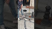 Stray Cat Being Brushed in Turkey