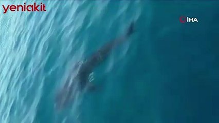 Hatay'da görülen köpek balığı görenleri şoke etti!