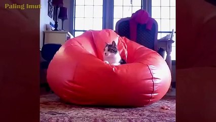 HOLD A LAUGH The funniest cat videos 2020 make you laugh out loud _ The cutest cat