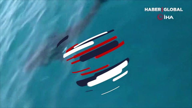 Hatay Samandağ açıklarında köpek balığı görüntülendi