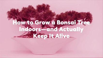 How to Grow a Bonsai Tree Indoors—and Actually Keep It Alive