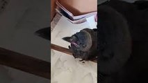 Abandoned Baby Crow Rescued