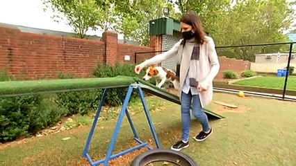 Dog training schools prepare for new clients once lockdown ends