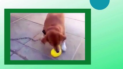 CACHORRINHO COM SUA BRINCADEIRA FAVORITA APÓS SUSTO COM BALÃO