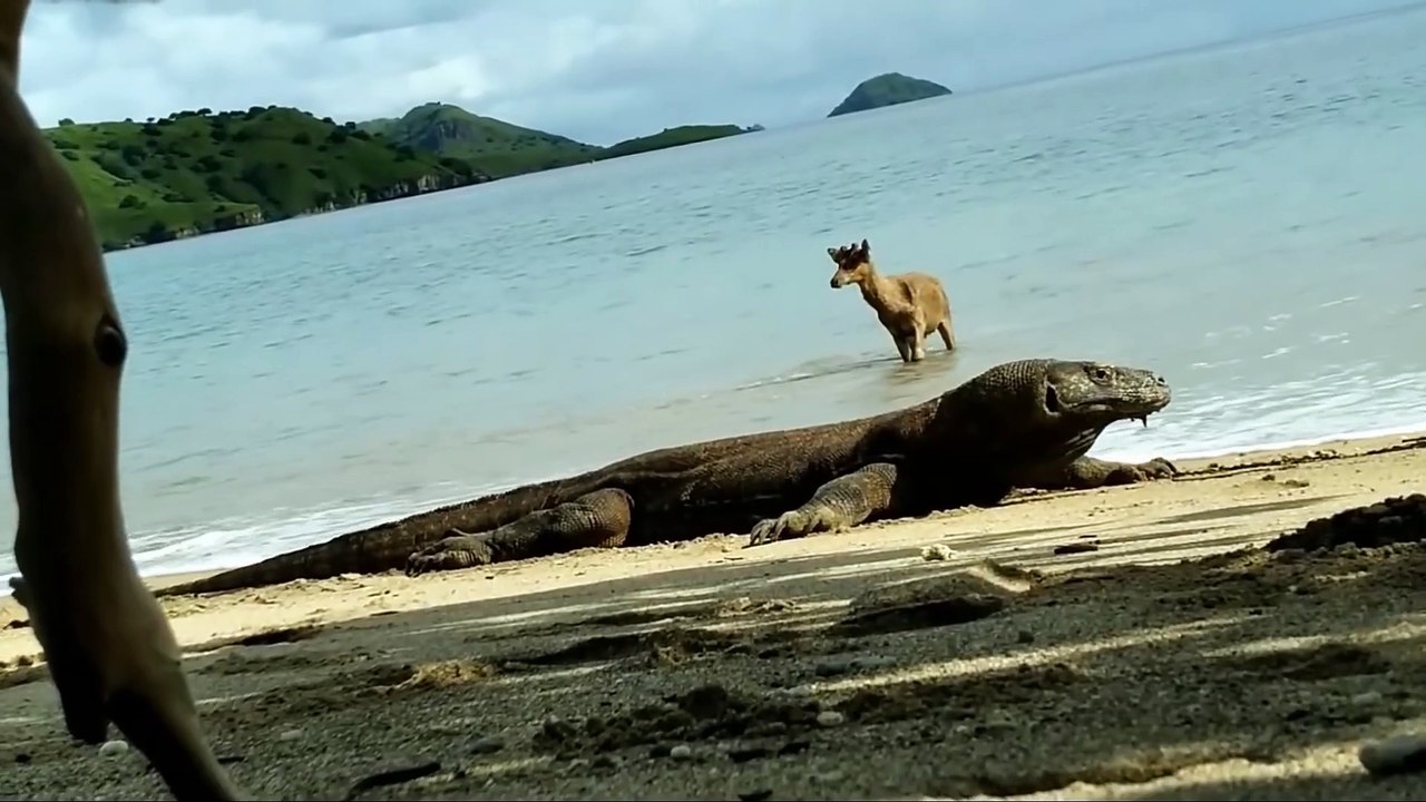 Komodo_Dragon_vs_Impala_Epic_Battle__Impala_Fights_Back_as_Guts