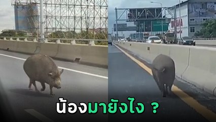 เป็นงง ! หมูป่าโผล่เดินทางด่วน ชิล ๆ แบบนี้ ถามหน่อยจ่ายค่าผ่านทางยัง !?