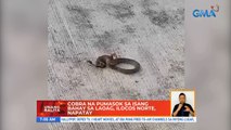 Cobra na pumasok sa isang bahay sa Laoag, Ilocos Norte, napatay | UB