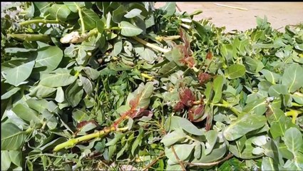 Ataque deixa 43 mortos no noroeste da Nigéria