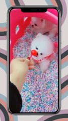 Funny Moments Of The Year Compilation  #Shorts