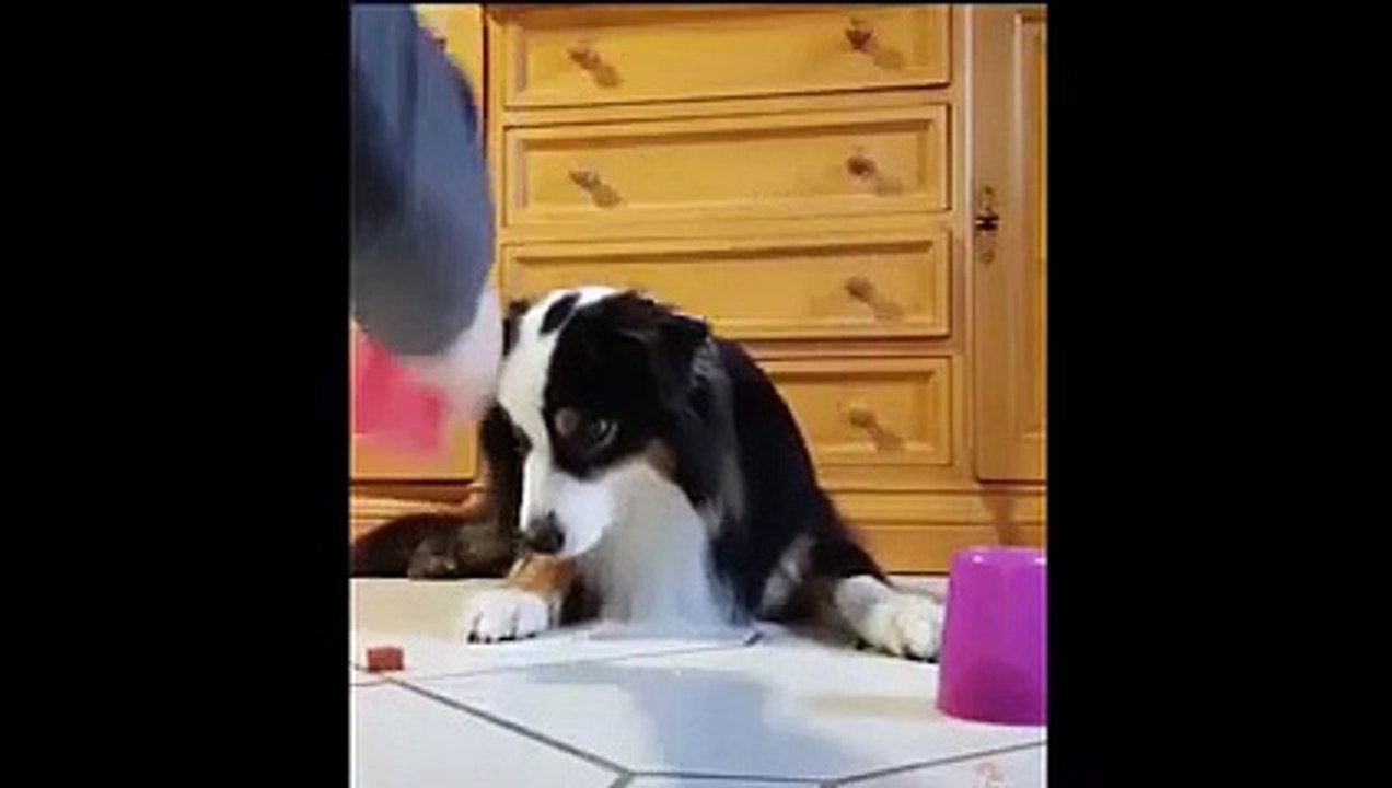 cute pets funny videos  - try to laugh at it   #pets #animal #animals #cute #laugh