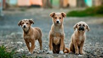 Ley de Protección Animal: claves, obligaciones y prohibiciones