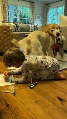 Drawing Kid Oblivious to Dogs Playing Tug-of-War