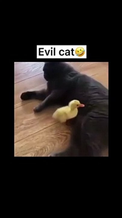 Evil cat 