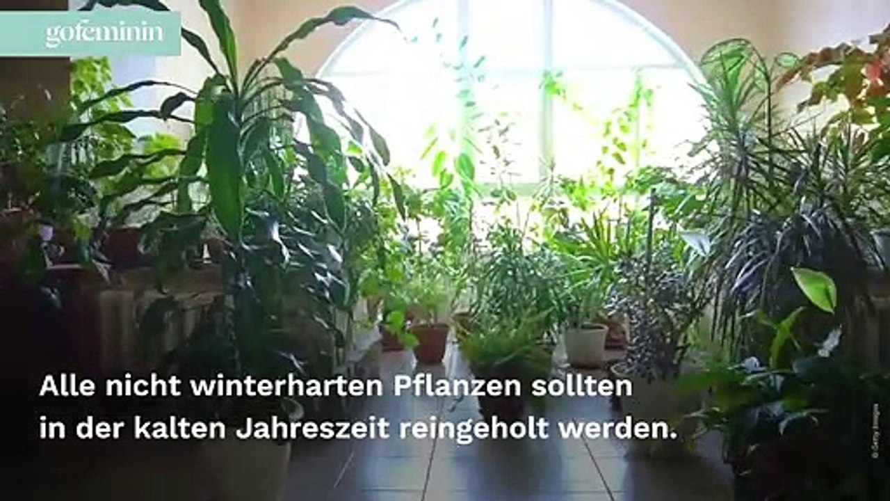 Garten winterfest machen: Checkliste und die 6 besten Tipps