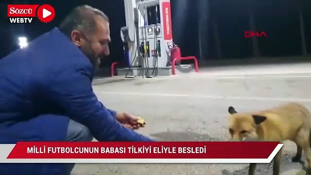 Milli futbolcunun babası tilkiyi eliyle besledi